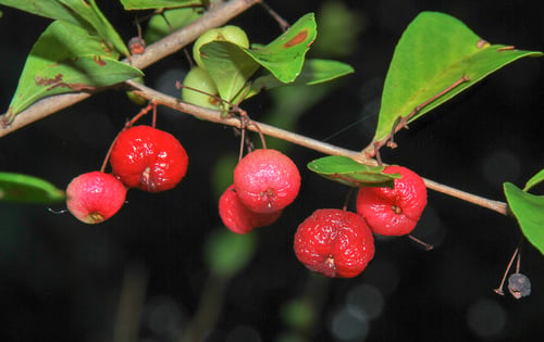 Eugenia inundata