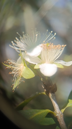 Eugenia involucrata (Cherry of the Rio Grande) — photo