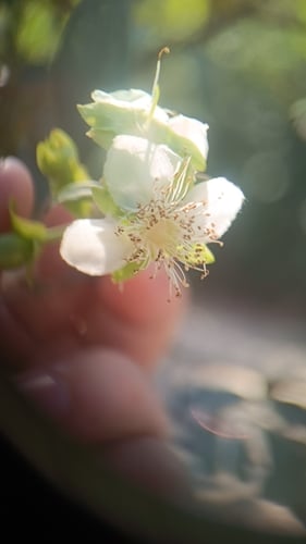 Eugenia involucrata (Cherry of the Rio Grande) — photo