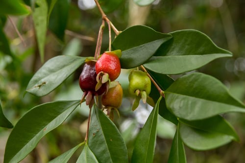 Eugenia involucrata