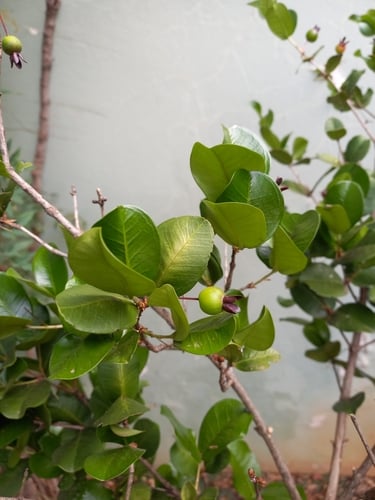 Eugenia itaguahiensis (Grumixama-mirim) — photo