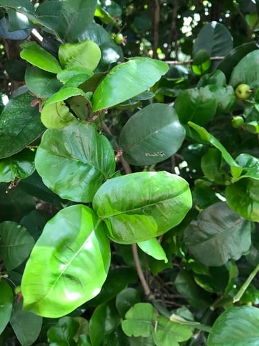 Eugenia itaguahiensis