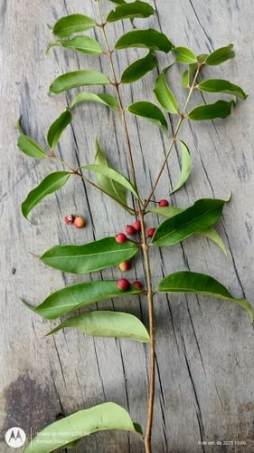 Eugenia lambertiana