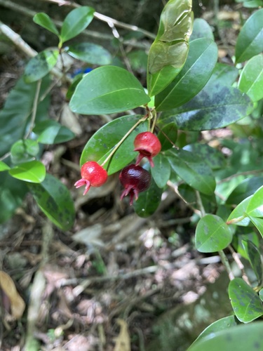 Eugenia ligustrina (Birchberry) — photo