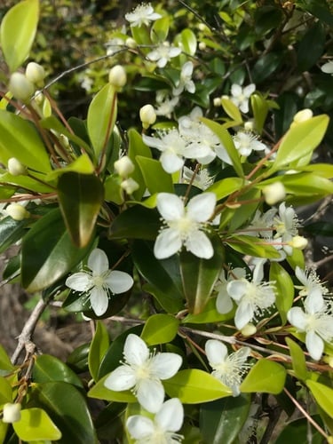 Eugenia ligustrina