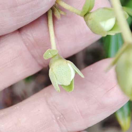 Eugenia luschnathiana (Pitomba) — photo