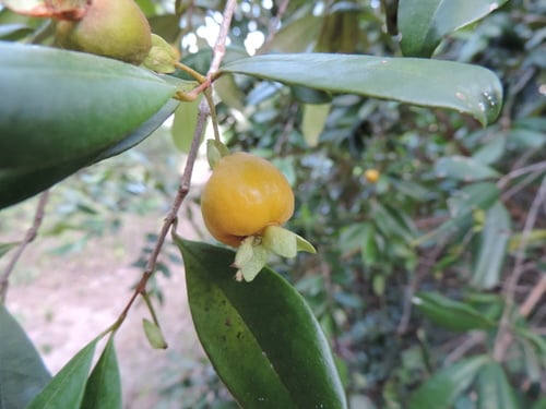 Eugenia luschnathiana