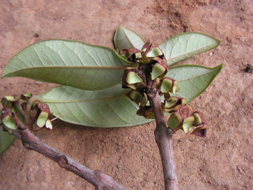 Eugenia magnifica (Cuxita.) — photo