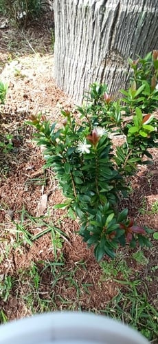 Eugenia mattosii