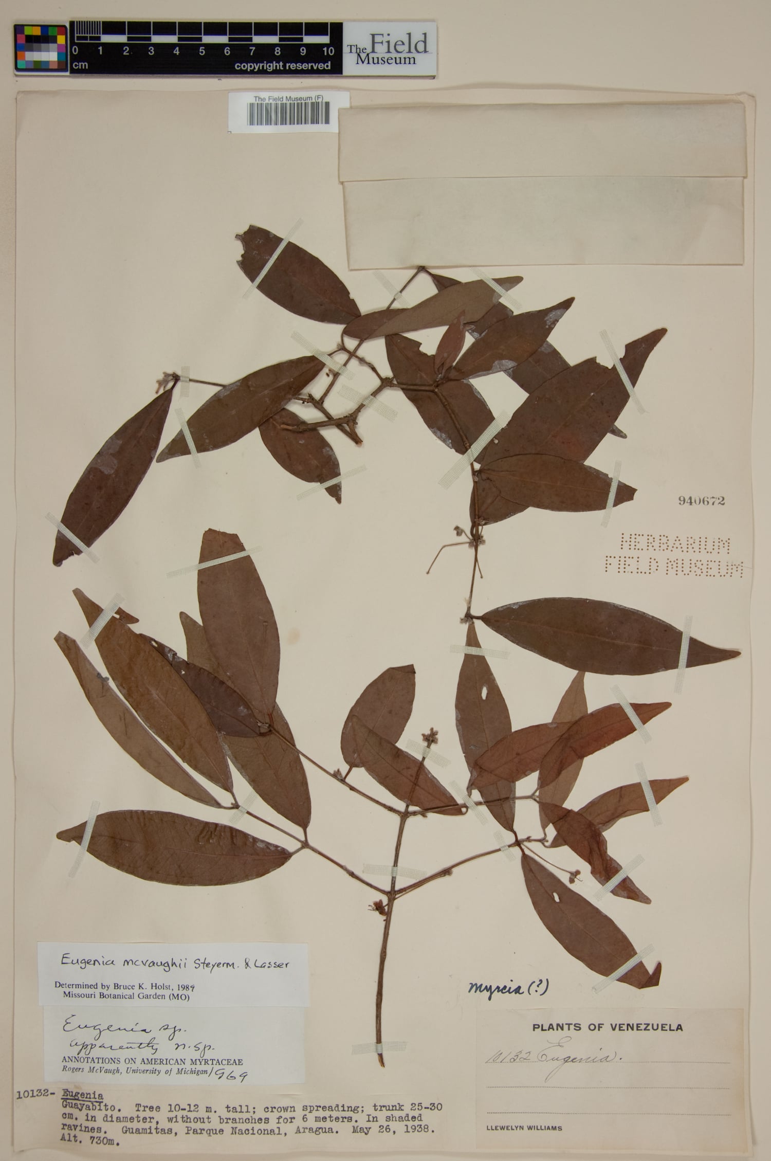 Eugenia mcvaughii — photo
