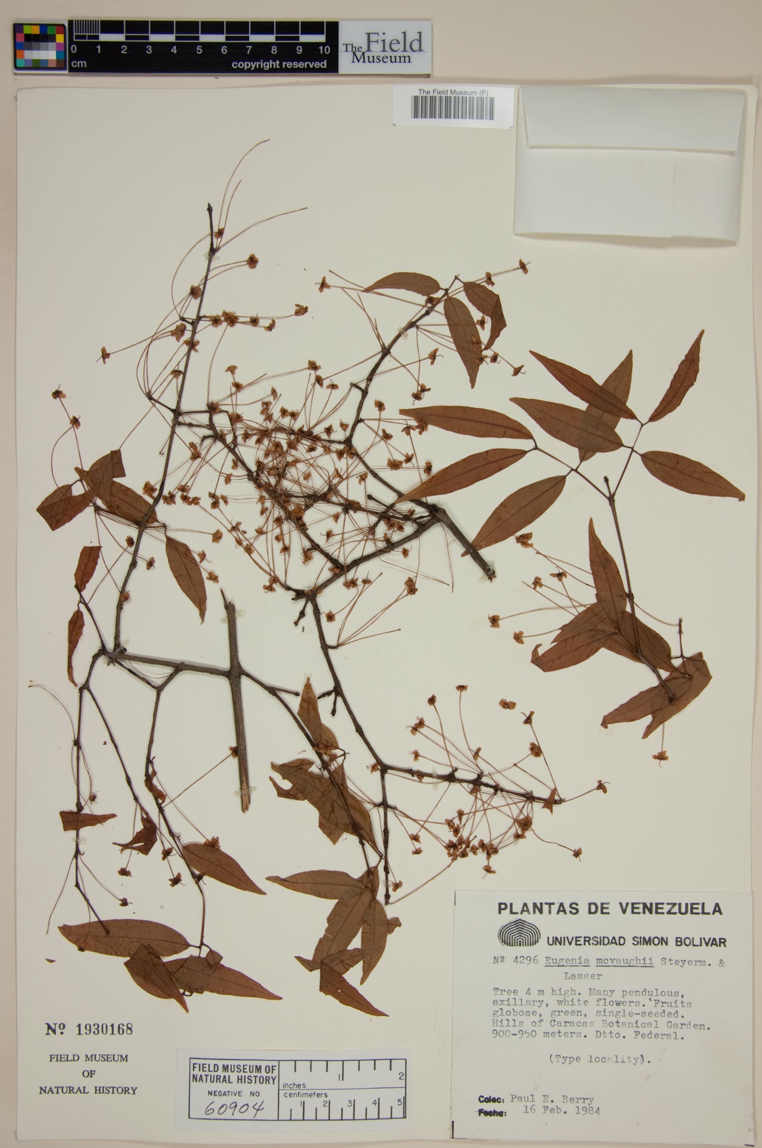 Eugenia mcvaughii