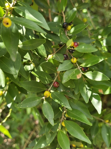 Eugenia monticola (Small-leaf) — photo
