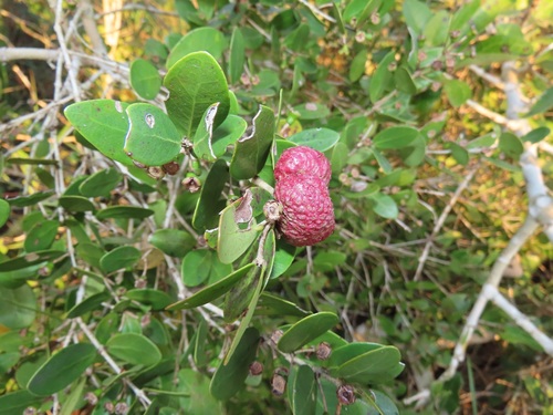 Eugenia mossambicensis — photo