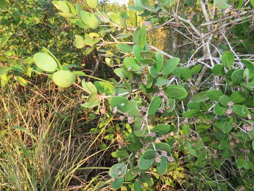 Eugenia mossambicensis — photo