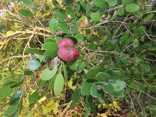 Eugenia mossambicensis