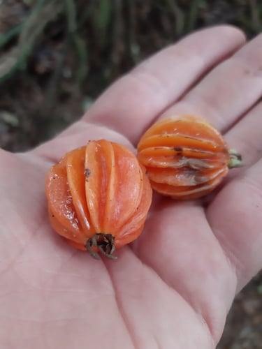 Eugenia multicostata (Pau-brasil) — photo