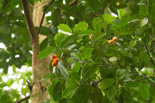Eugenia multicostata (Pau-brasil) — photo