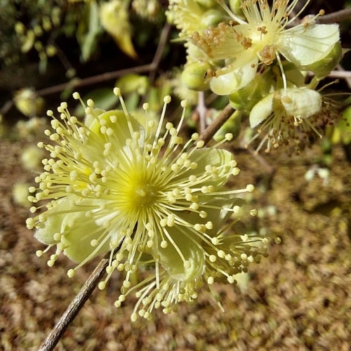 Eugenia myrcianthes