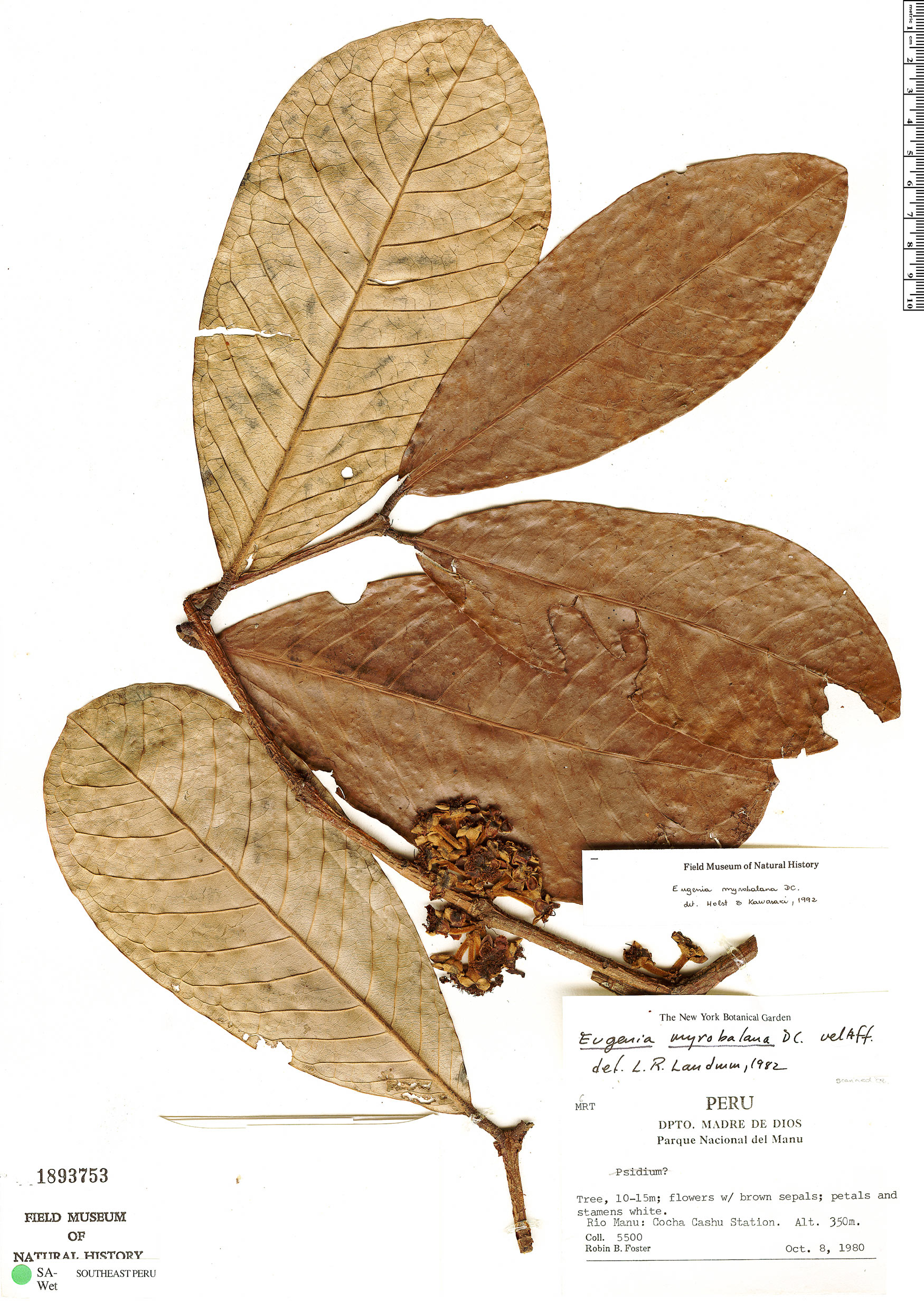 Eugenia myrobalana — photo