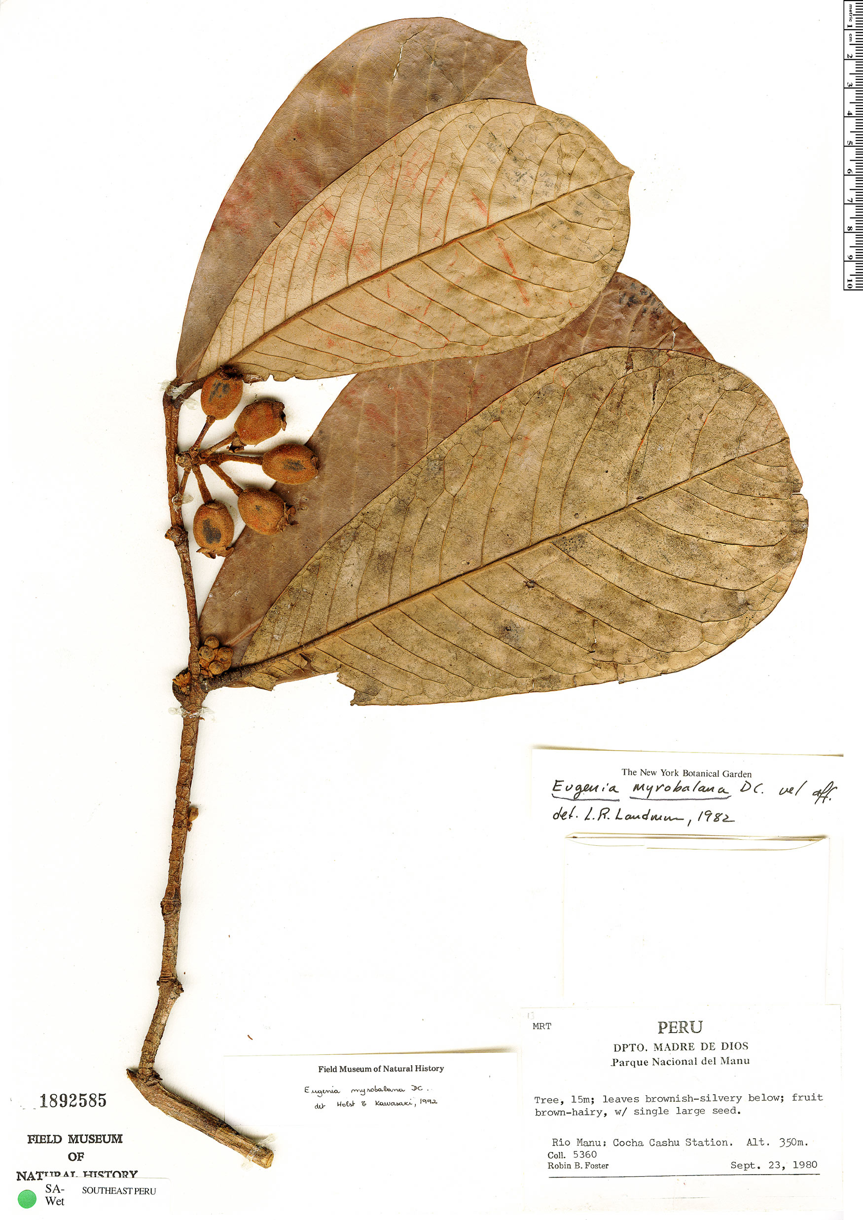 Eugenia myrobalana