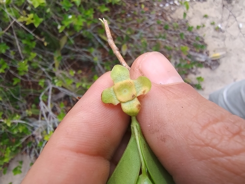 Eugenia neonitida (Pitangatuba) — photo