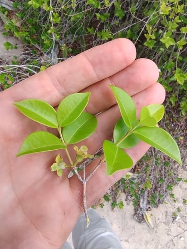 Eugenia neonitida (Pitangatuba) — photo