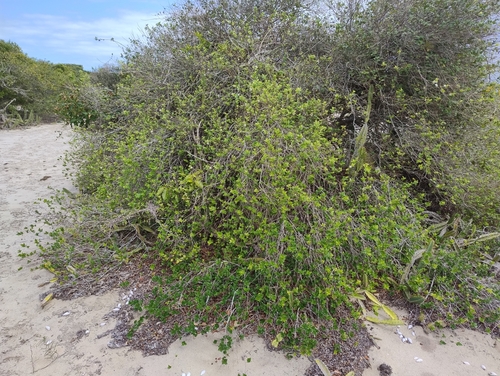 Eugenia neonitida