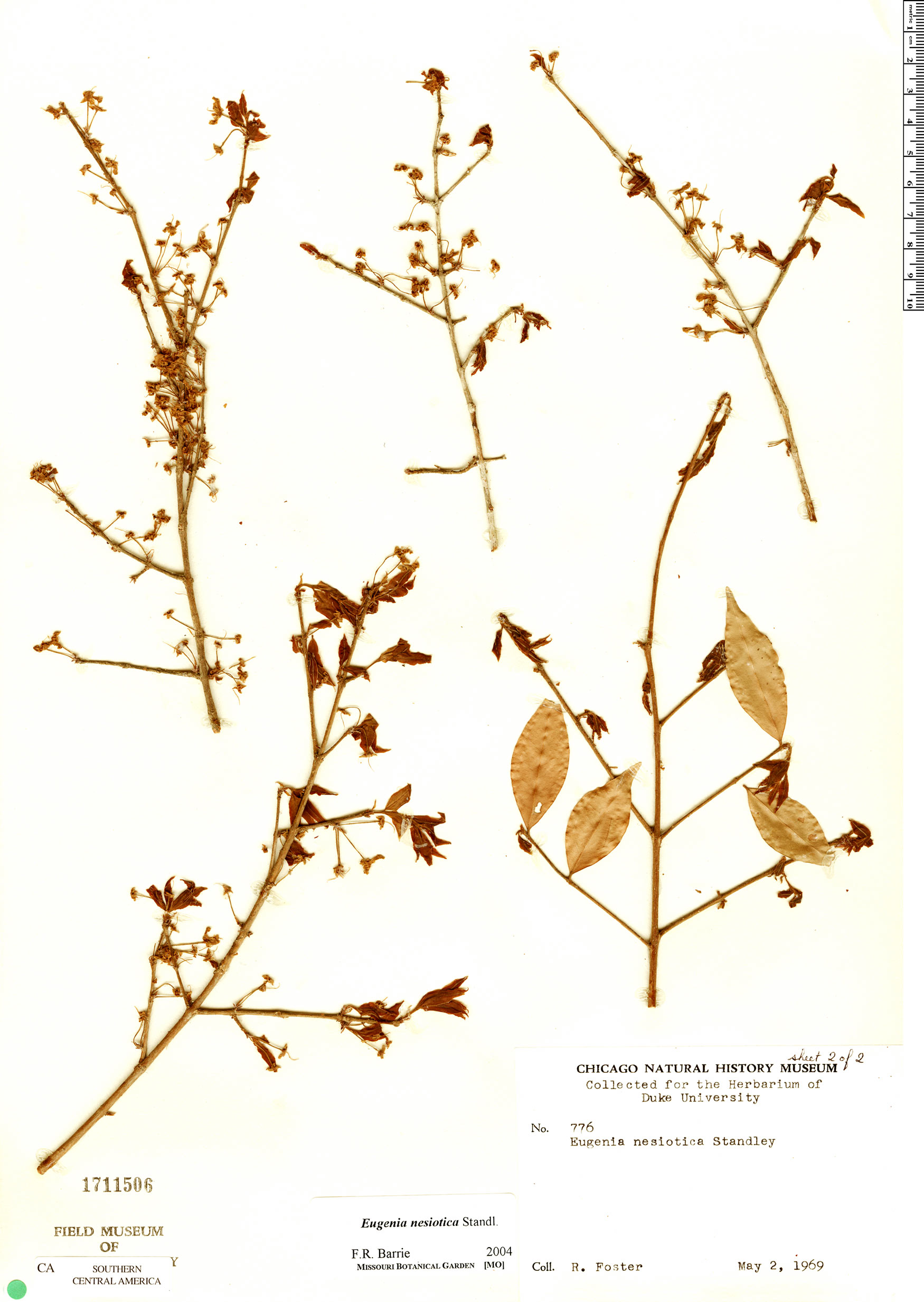 Eugenia nesiotica — photo