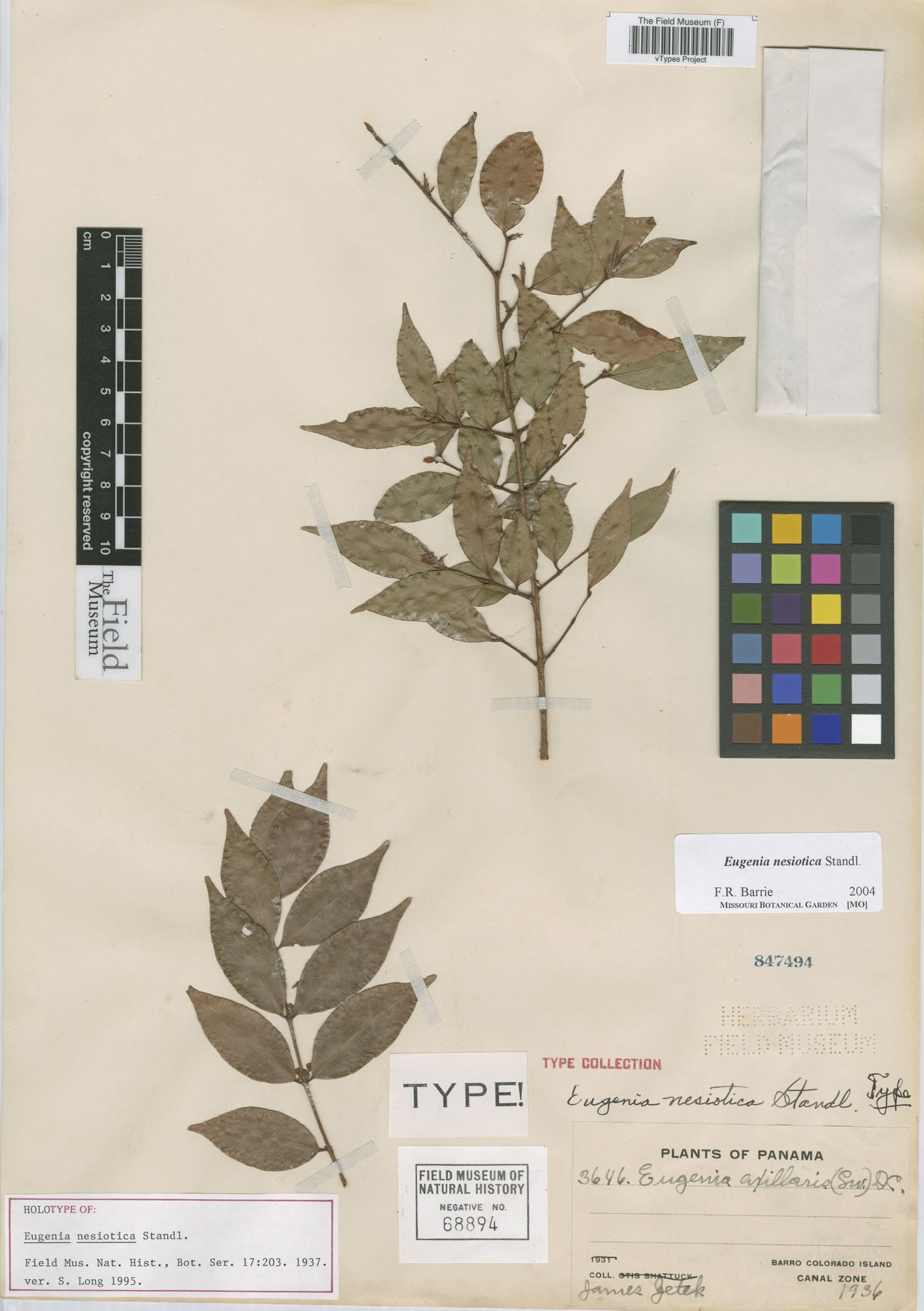 Eugenia nesiotica — photo