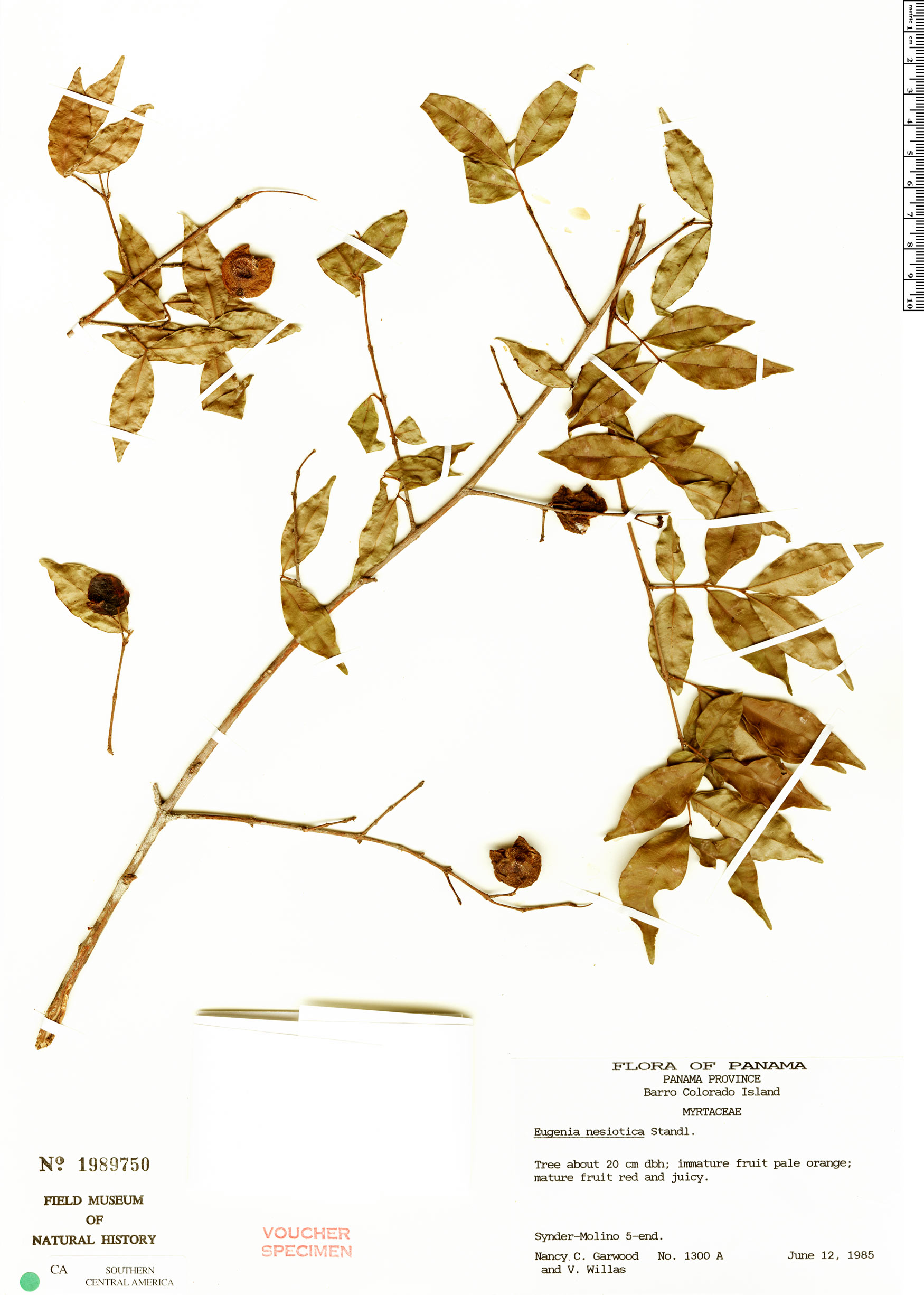 Eugenia nesiotica