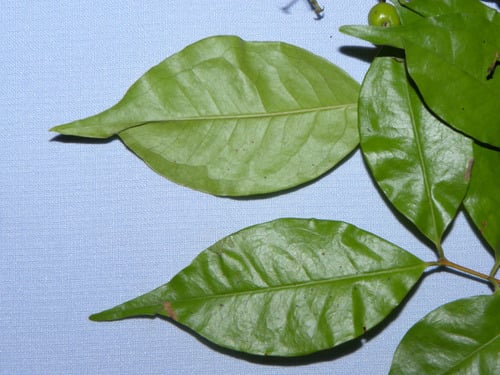 Eugenia oerstediana (Oersted eugenia) — photo