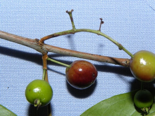 Eugenia oerstediana (Oersted eugenia) — photo