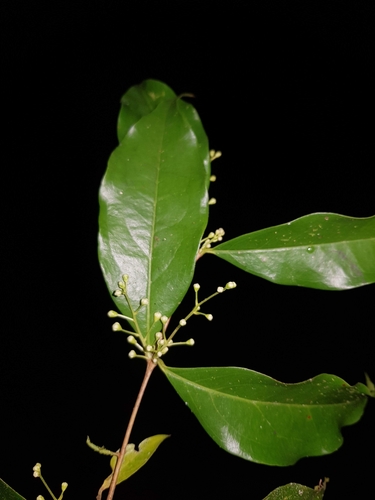 Eugenia oerstediana