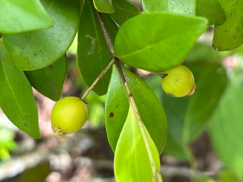 Eugenia palumbis — photo