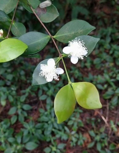 Eugenia palumbis — photo