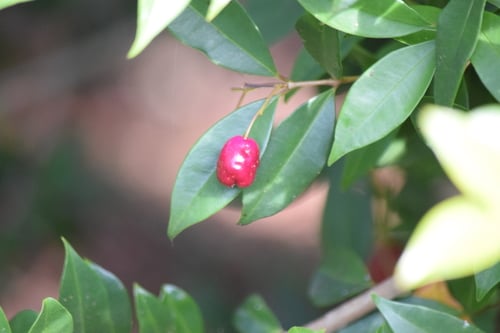 Eugenia paniculata — photo