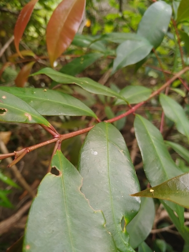 Eugenia paniculata