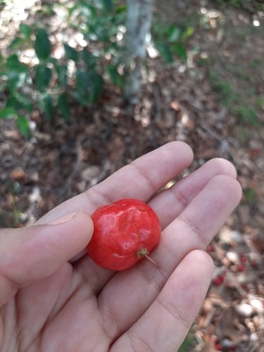 Eugenia patrisii (Fox cherry) — photo