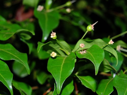 Eugenia patrisii