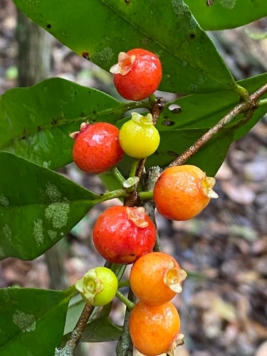 Eugenia pisiformis