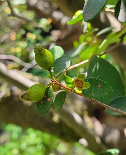 Eugenia polyantha (Indonesian bayleaf) — photo