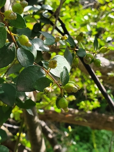 Eugenia polyantha (Indonesian bayleaf) — photo