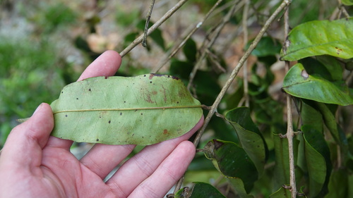 Eugenia polystachya — photo