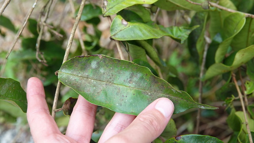 Eugenia polystachya