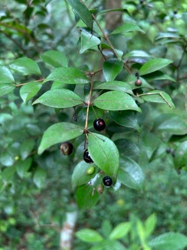Eugenia procera (Ironwood) — photo