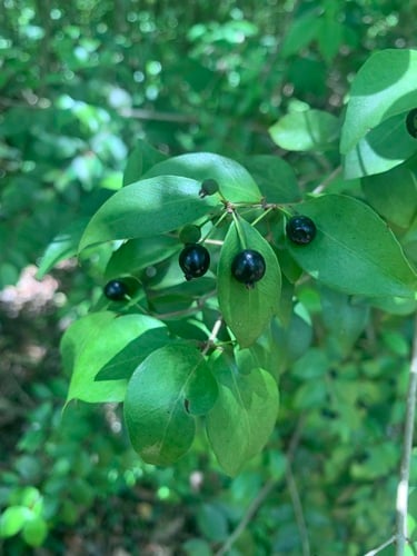 Eugenia procera
