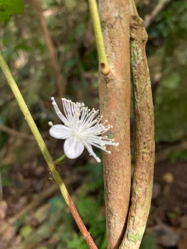 Eugenia pseudopsidium (Christmas cherry) — photo