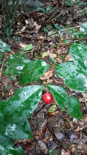 Eugenia pseudopsidium