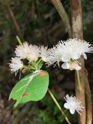 Eugenia pseudopsidium (Christmas cherry) — photo