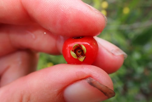 Eugenia punicifolia (Crimson leaf eugenia) — photo